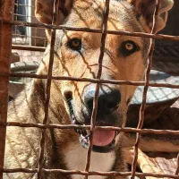 سگ دو رگه عراقی سرابی|سگ|ابهر, |دیوار