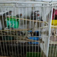 فنچ|پرنده|مشهد, زیبا شهر|دیوار