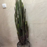 گل کاکتوس|گل و گیاه طبیعی|رباط‌کریم, رباط‌کریم|دیوار