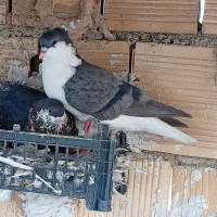 کفتر فروشی|پرنده|چناران, |دیوار
