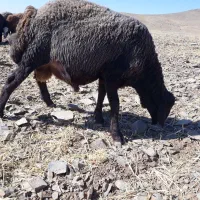 بره قوچ|حیوانات مزرعه|فرمهین, |دیوار