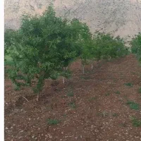 باغ|فروش خانه و ویلا|کامیاران, |دیوار