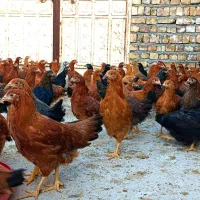 نیمچه مرغ اصل گلپایگانی اصلاح نژاد تخمگذار|حیوانات مزرعه|کاشان, خرمدشت|دیوار