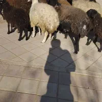 بره نژادشال|حیوانات مزرعه|قزوین, |دیوار