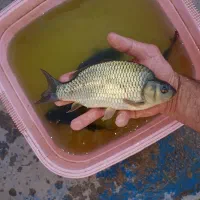 بچه ماهی قزل آلا،بچه ماهی کپور،آمور، پرورش ماهی