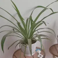 گل  و موخوره گیری مو