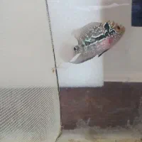 جوجه ماهی فلاور هورن kml و ماهی اسکار آلبینو