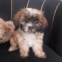 سگ سه ماه نژاد شیتزو فلت و مالتیز