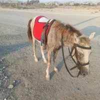 نریان کورد|اسب و تجهیزات اسب‌سواری|میناب, |دیوار