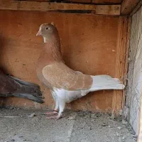 نر سرخ کاکلی ماده زرد شازده