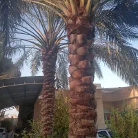 هرس انواع نخل خرما