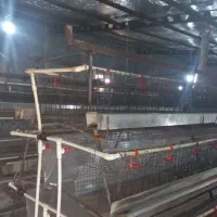 مرغداری-نیمه-صنعتی-تخمگذار