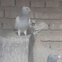 نر و ماده سبز