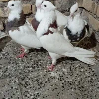 کبوتر طوقی|پرنده|شادگان, |دیوار
