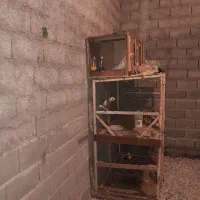 کبوتر پرشی ،قفس و جفت کنی