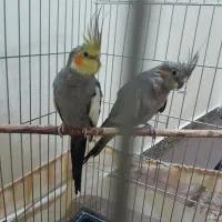 عروس هلندی