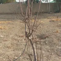 درخت و نهال مثمر میوه|خدمات باغبانی و درختکاری|پاکدشت, پاکدشت (مامازند)|دیوار