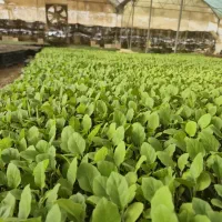 انواع نشاء گلخانه ای و فضای باز|خدمات باغبانی و درختکاری|زاهدان, |دیوار