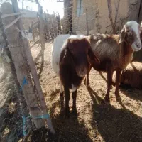 قوچ هترو یک ساله|حیوانات مزرعه|گلی داغ, |دیوار