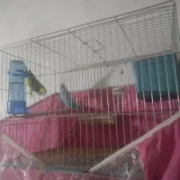 یک جفت مرغ عشق  سفید آبی و سبز