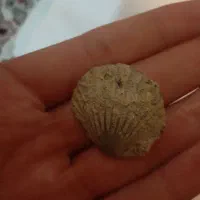 دوعدد فسیل بسیار قدیمی وزیبا