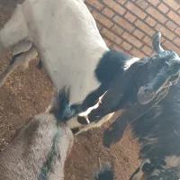 بز نر|حیوانات مزرعه|خرمشهر, |دیوار