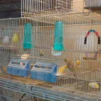 قناری تک و جفت|پرنده|شاهدشهر, |دیوار