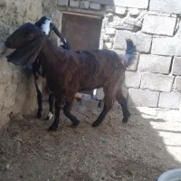 دوتا گتاچ