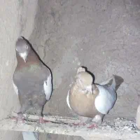 یک جفت سینه قرمزو زرد نرو ماده|پرنده|لیلان, |دیوار
