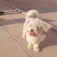 سگ سفید ۳ تومن