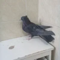 ی ماده سیاه اصفانی د دوتا جوجه سوسکی|پرنده|خمینیشهر, |دیوار