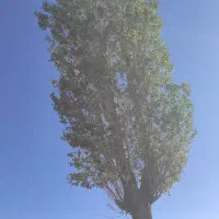 فروش درخت چنار