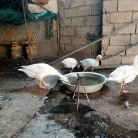 غاز سفیدجوان