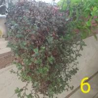 گل های طبیعی عزیز|گل و گیاه طبیعی|کامیاران, |دیوار