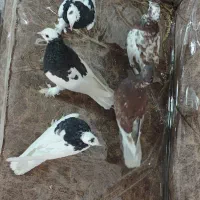 کبوتر یزدی و طوقی|حراج|یزد, |دیوار