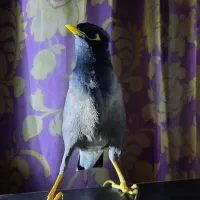 مرغ مینام گم شده به یابنده مژدگانی داده میشود|اشیا|فسا, |دیوار