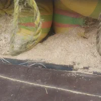 فروش کاه گندم نرم ریز گوسفندی وگاوی