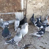 کبوتر|پرنده|الوند, |دیوار