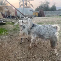 دوراس بز آبستن|حیوانات مزرعه|کازرون, |دیوار