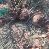 پاجوش برحی و بریم