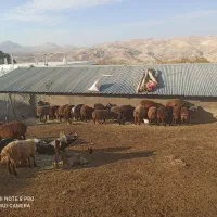 بره نر|حیوانات مزرعه|نورآباد, |دیوار