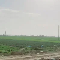 اجاره-زمین-کشاورزی-12-هکتار-صیفی-جات