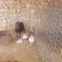 یک جفت بوقلمون نر ماده آماده تخمگذاری