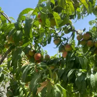 باغ باغچه درخت کاری ماریان