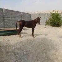 اسب|اسب و تجهیزات اسب‌سواری|بندرلنگه, |دیوار