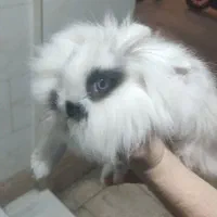 خرگوش سفید لوپ اسکاتلندی|موش و خرگوش|ورامین, ورامین|دیوار