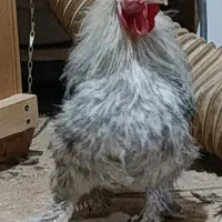 مرغ خروس زینتی