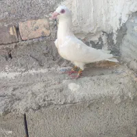 کبوتر