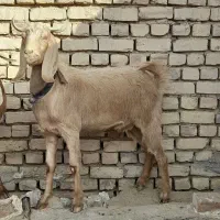 چند راس بز و کولار فروشی|حیوانات مزرعه|بردسکن, |دیوار