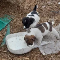 چند تا طوله سگ نگهبان